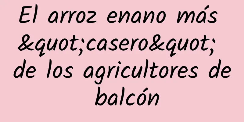 El arroz enano más "casero" de los agricultores de balcón
