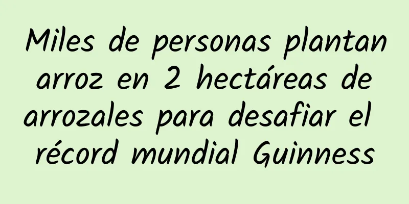 Miles de personas plantan arroz en 2 hectáreas de arrozales para desafiar el récord mundial Guinness
