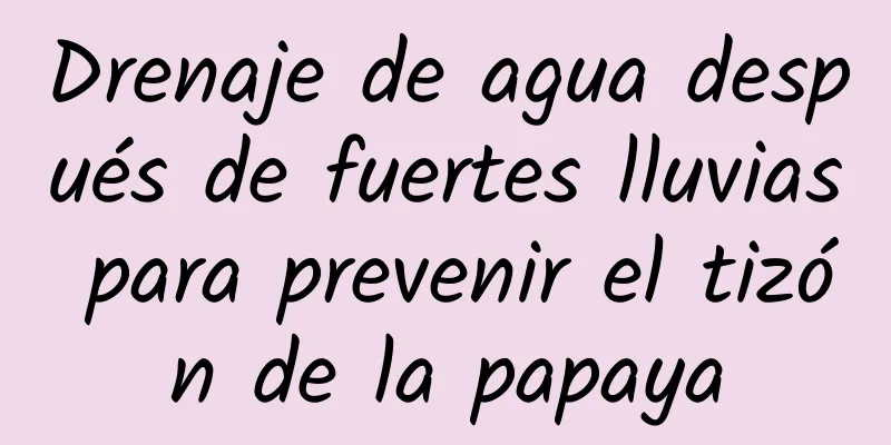 Drenaje de agua después de fuertes lluvias para prevenir el tizón de la papaya