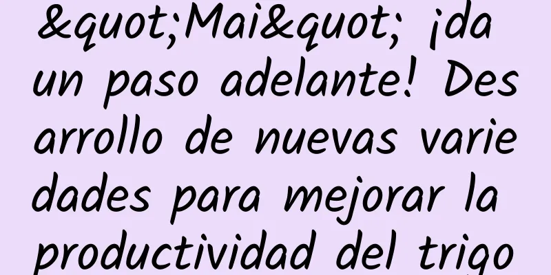"Mai" ¡da un paso adelante! Desarrollo de nuevas variedades para mejorar la productividad del trigo